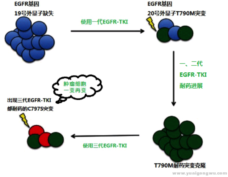EGFR耐药.png